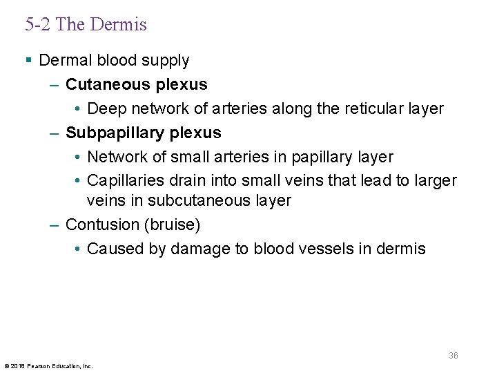 5 -2 The Dermis § Dermal blood supply – Cutaneous plexus • Deep network