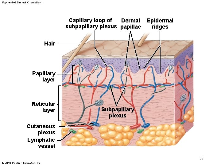 Figure 5– 6 Dermal Circulation. Capillary loop of Dermal subpapillary plexus papillae Epidermal ridges