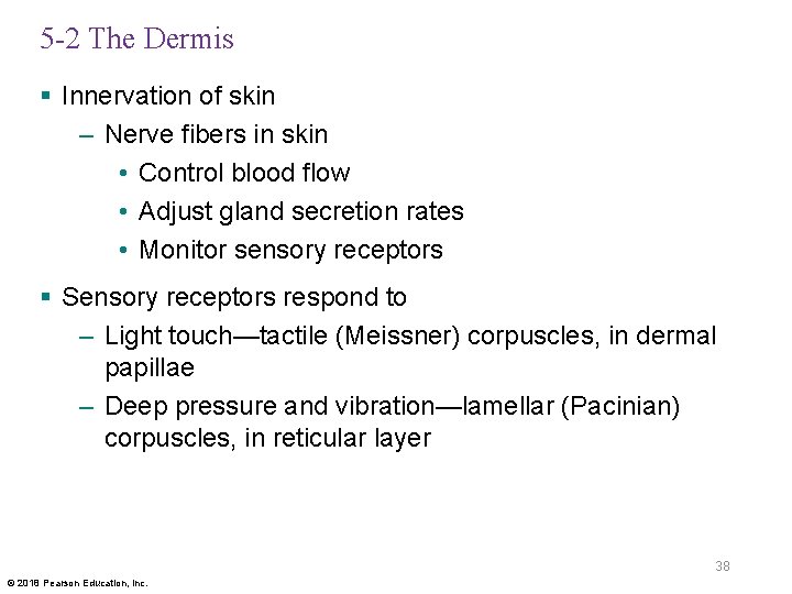 5 -2 The Dermis § Innervation of skin – Nerve fibers in skin •