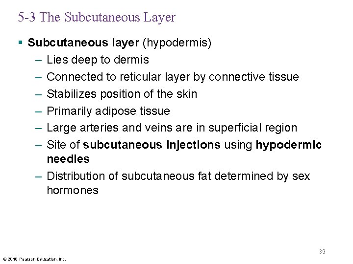 5 -3 The Subcutaneous Layer § Subcutaneous layer (hypodermis) – Lies deep to dermis