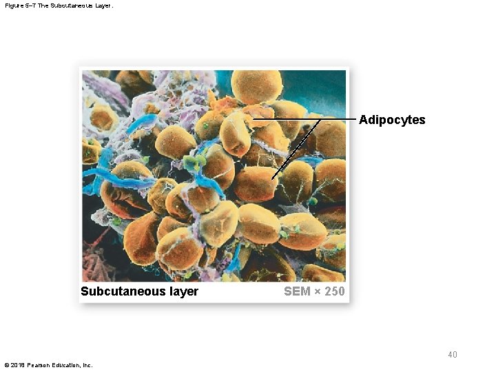 Figure 5– 7 The Subcutaneous Layer. Adipocytes Subcutaneous layer SEM × 250 40 ©