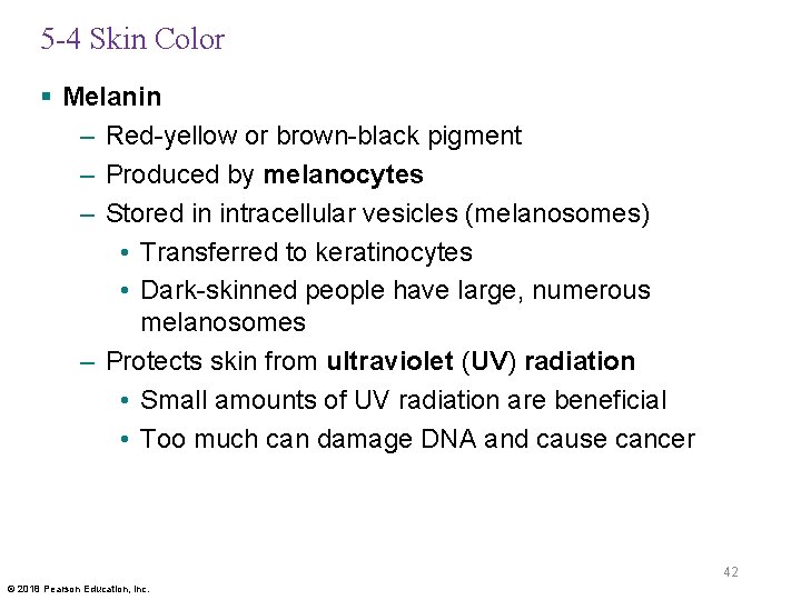 5 -4 Skin Color § Melanin – Red-yellow or brown-black pigment – Produced by