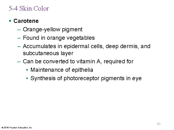 5 -4 Skin Color § Carotene – Orange-yellow pigment – Found in orange vegetables