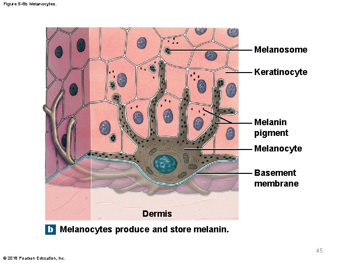 Figure 5– 8 b Melanocytes. Melanosome Keratinocyte Melanin pigment Melanocyte Basement membrane Dermis b