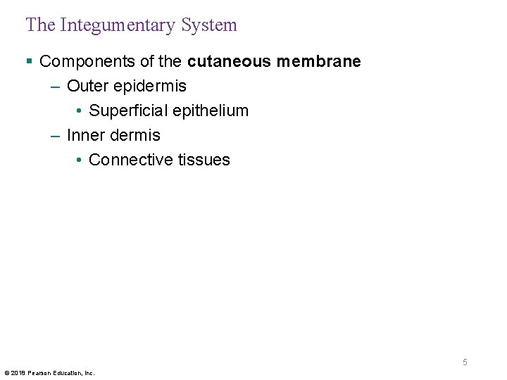 The Integumentary System § Components of the cutaneous membrane – Outer epidermis • Superficial