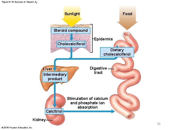 Figure 5– 10 Sources of Vitamin D 3. Food Sunlight Steroid compound Epidermis Cholecalciferol