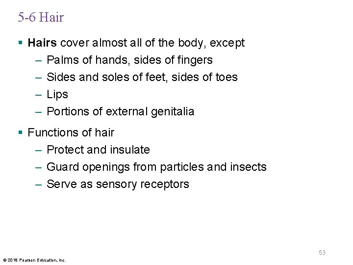 5 -6 Hair § Hairs cover almost all of the body, except – Palms