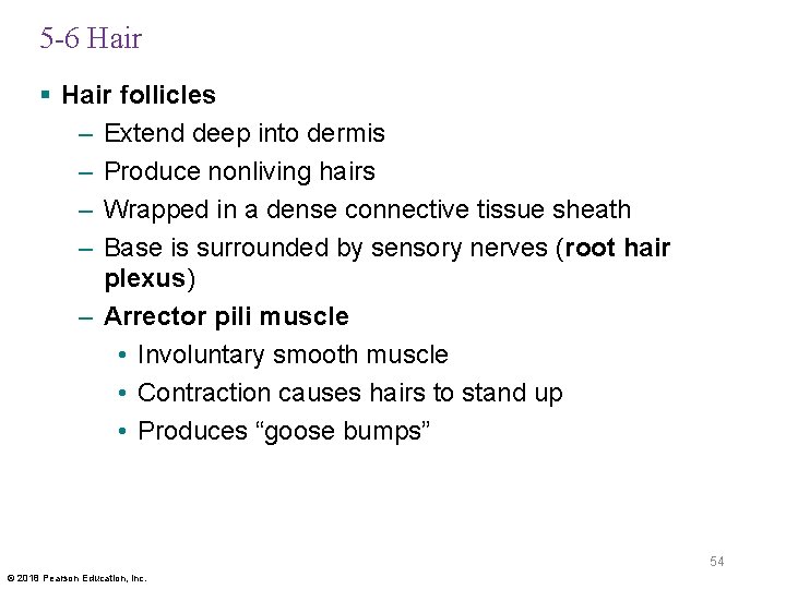 5 -6 Hair § Hair follicles – Extend deep into dermis – Produce nonliving