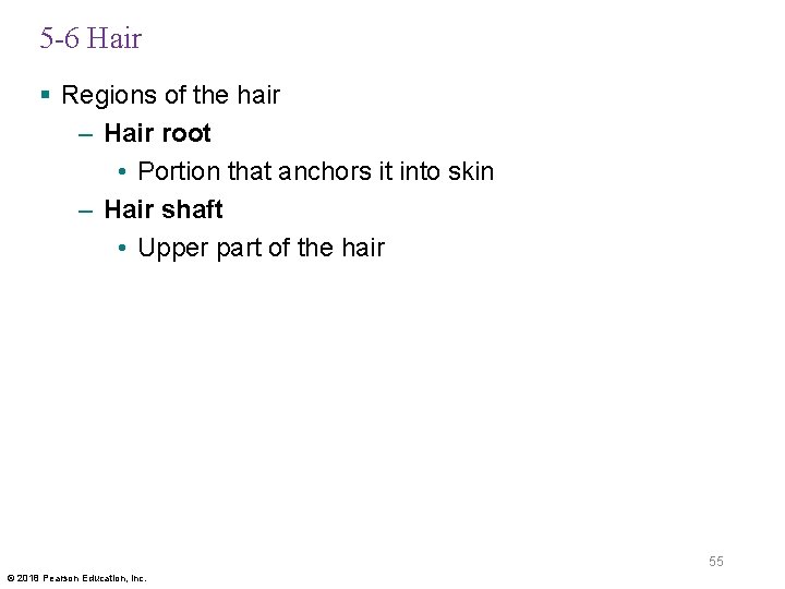 5 -6 Hair § Regions of the hair – Hair root • Portion that