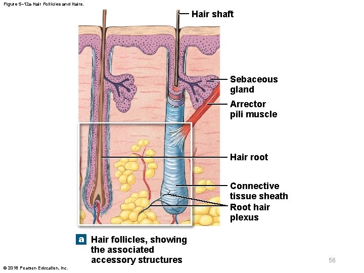 Figure 5– 12 a Hair Follicles and Hairs. Hair shaft Sebaceous gland Arrector pili