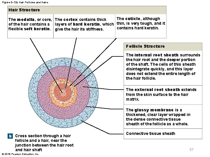 Figure 5– 12 b Hair Follicles and Hairs. Hair Structure The cuticle, although The
