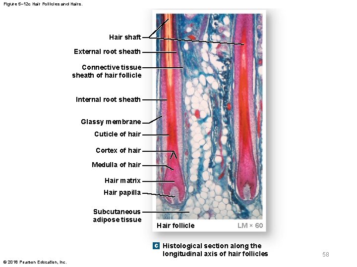 Figure 5– 12 c Hair Follicles and Hairs. Hair shaft External root sheath Connective