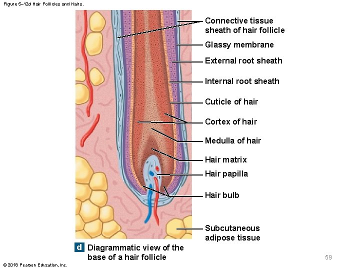 Figure 5– 12 d Hair Follicles and Hairs. Connective tissue sheath of hair follicle