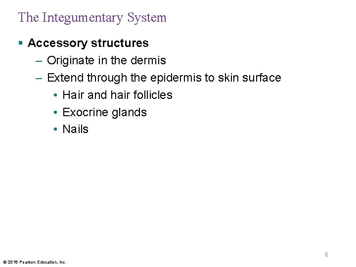 The Integumentary System § Accessory structures – Originate in the dermis – Extend through