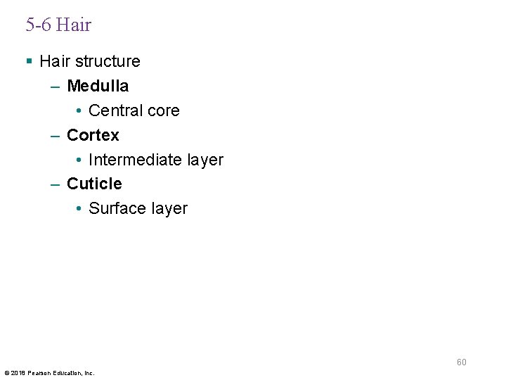 5 -6 Hair § Hair structure – Medulla • Central core – Cortex •