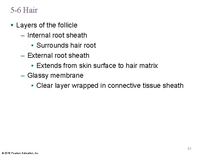 5 -6 Hair § Layers of the follicle – Internal root sheath • Surrounds