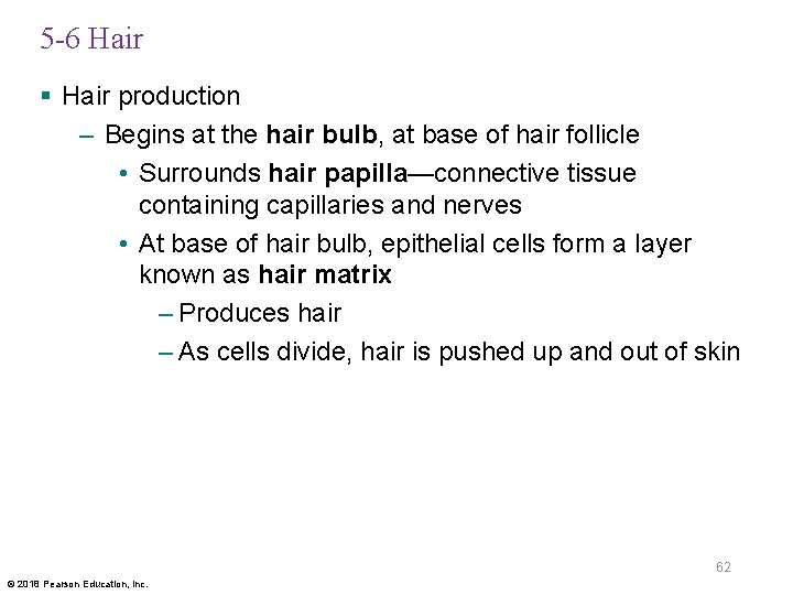 5 -6 Hair § Hair production – Begins at the hair bulb, at base