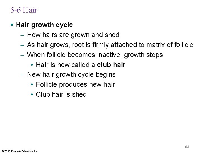 5 -6 Hair § Hair growth cycle – How hairs are grown and shed