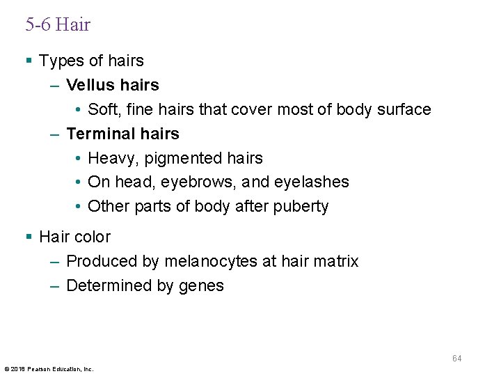 5 -6 Hair § Types of hairs – Vellus hairs • Soft, fine hairs