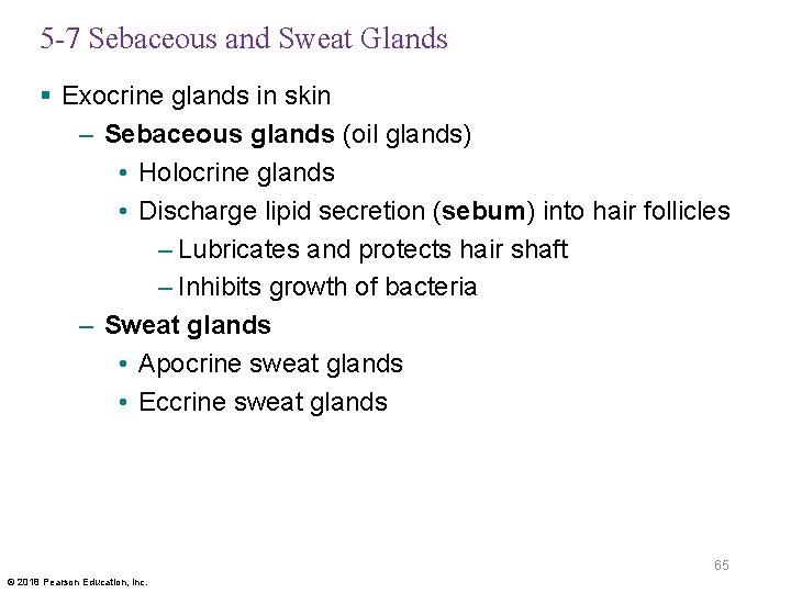 5 -7 Sebaceous and Sweat Glands § Exocrine glands in skin – Sebaceous glands