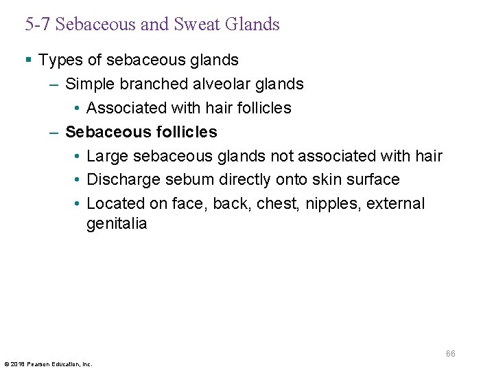 5 -7 Sebaceous and Sweat Glands § Types of sebaceous glands – Simple branched