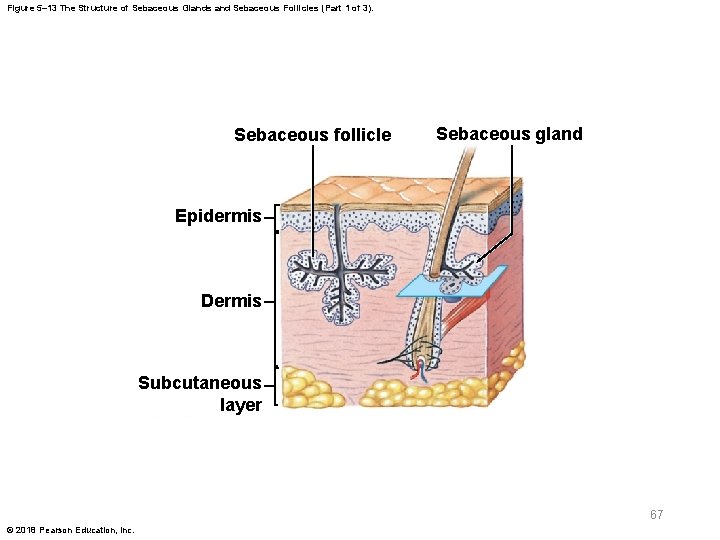 Figure 5– 13 The Structure of Sebaceous Glands and Sebaceous Follicles (Part 1 of