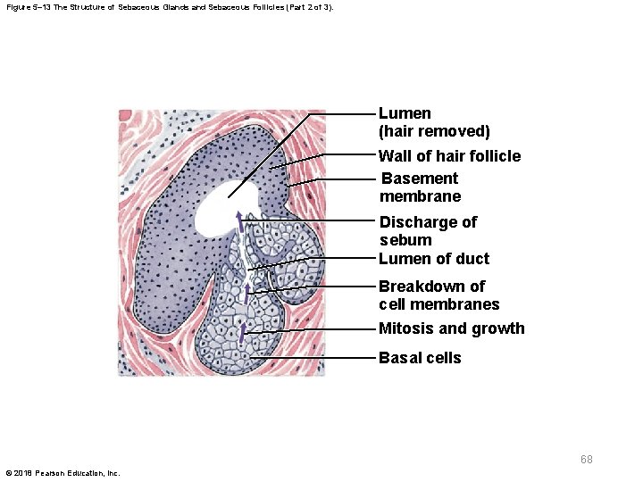 Figure 5– 13 The Structure of Sebaceous Glands and Sebaceous Follicles (Part 2 of