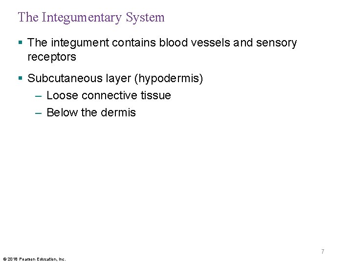 The Integumentary System § The integument contains blood vessels and sensory receptors § Subcutaneous