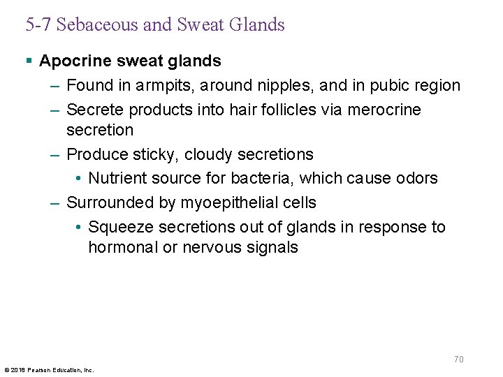 5 -7 Sebaceous and Sweat Glands § Apocrine sweat glands – Found in armpits,