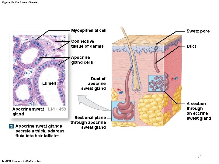 Figure 5– 14 a Sweat Glands. Myoepithelial cell Sweat pore Connective tissue of dermis