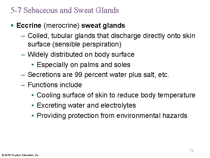 5 -7 Sebaceous and Sweat Glands § Eccrine (merocrine) sweat glands – Coiled, tubular