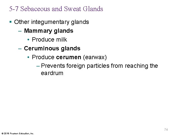 5 -7 Sebaceous and Sweat Glands § Other integumentary glands – Mammary glands •