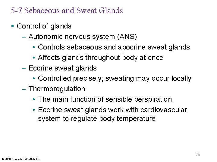 5 -7 Sebaceous and Sweat Glands § Control of glands – Autonomic nervous system