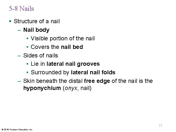 5 -8 Nails § Structure of a nail – Nail body • Visible portion