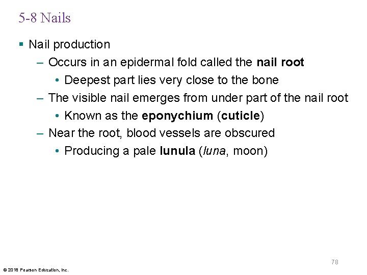 5 -8 Nails § Nail production – Occurs in an epidermal fold called the