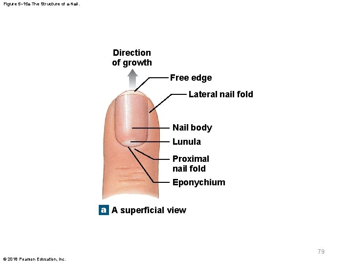 Figure 5– 15 a The Structure of a Nail. Direction of growth Free edge