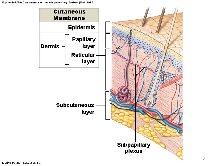 Figure 5– 1 The Components of the Integumentary System (Part 1 of 2). Cutaneous