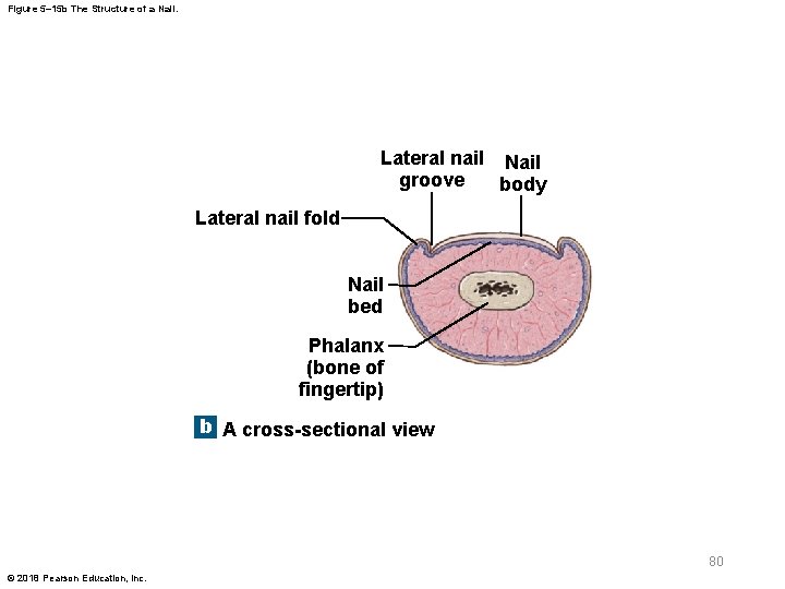 Figure 5– 15 b The Structure of a Nail. Lateral nail Nail groove body