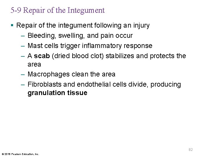 5 -9 Repair of the Integument § Repair of the integument following an injury