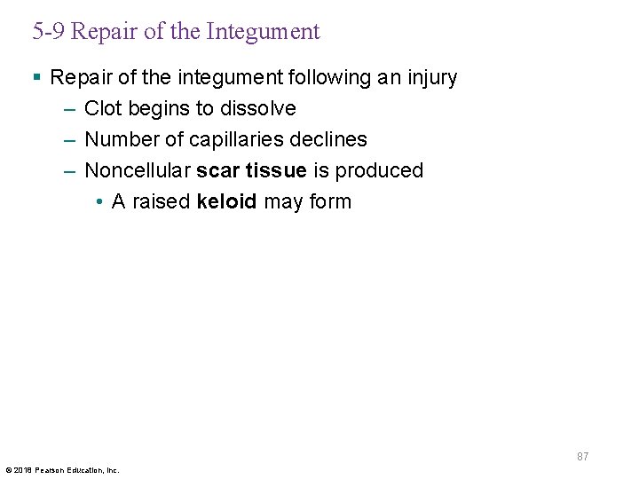 5 -9 Repair of the Integument § Repair of the integument following an injury