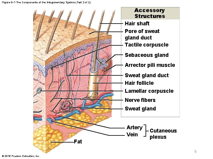 Figure 5– 1 The Components of the Integumentary System (Part 2 of 2). Accessory