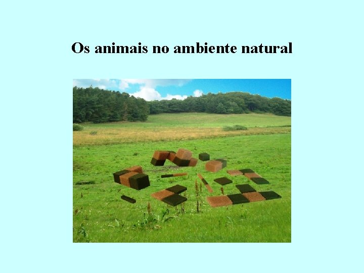 Os animais no ambiente natural 