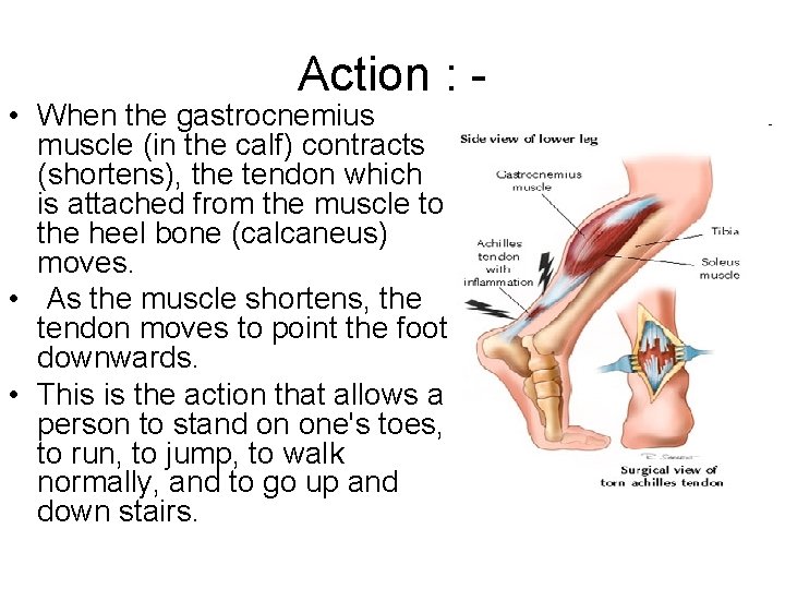 Action : - • When the gastrocnemius muscle (in the calf) contracts (shortens), the