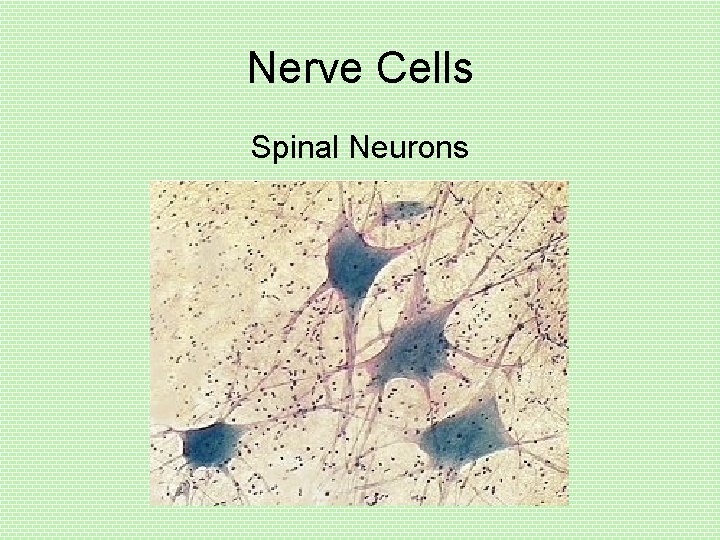 Nerve Cells Spinal Neurons 