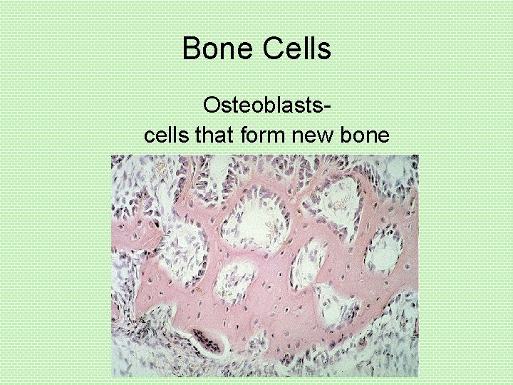 Bone Cells Osteoblastscells that form new bone 