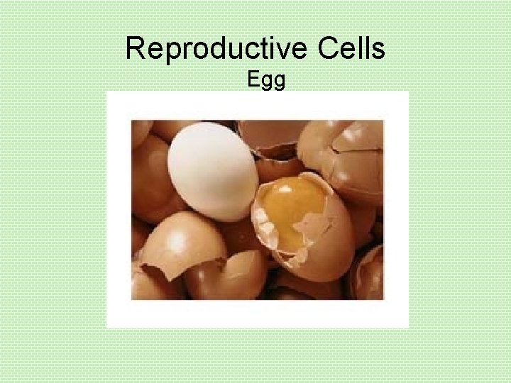 Reproductive Cells Egg 