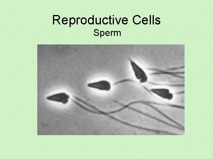 Reproductive Cells Sperm 