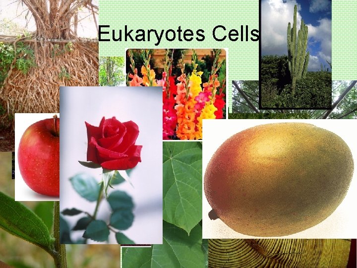 Eukaryotes Cells Plant Cells 