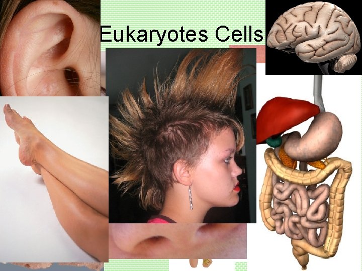 Eukaryotes Cells Animal Cells 