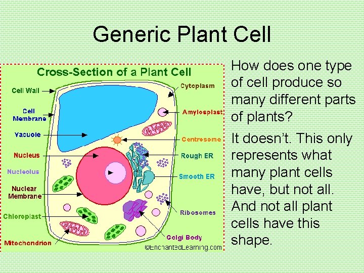 Generic Plant Cell How does one type of cell produce so many different parts